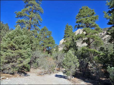 Fletcher Canyon Trail