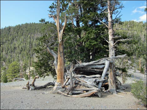 Fletcher Peak Trail