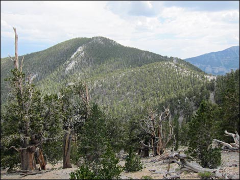 Fletcher Peak Trail