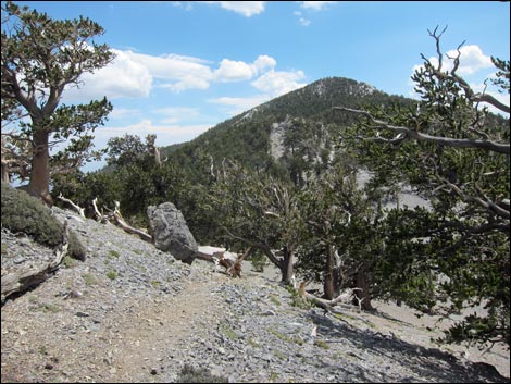 Fletcher Peak Trail