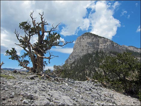 Fletcher Peak Trail