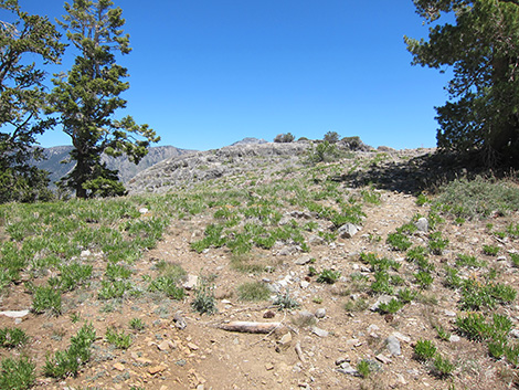 Griffith Peak Trail