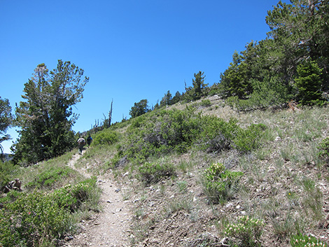 Griffith Peak Trail