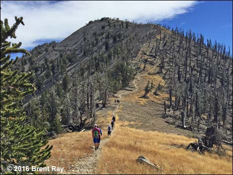 Griffith Peak Trail