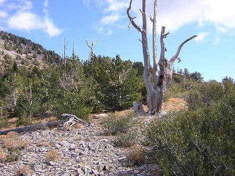 Harris Mountain Route