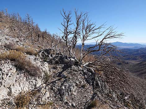 Harris Saddle Trail