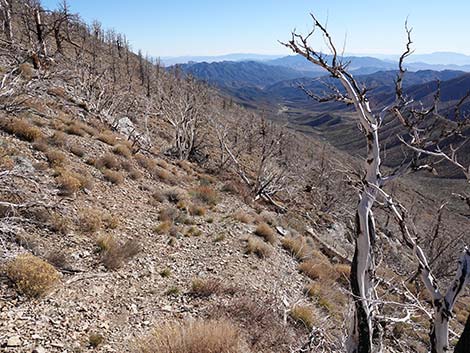 Harris Saddle Trail