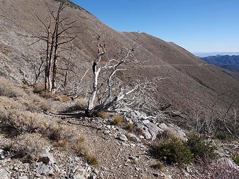 Harris Saddle Trail