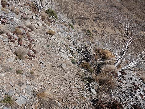 Harris Saddle Trail