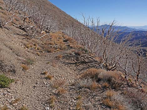 Harris Saddle Trail