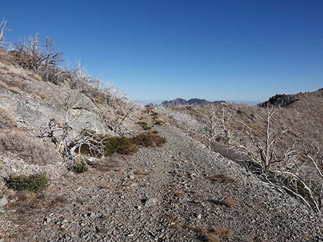 Harris Saddle Trail