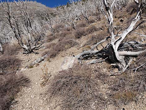 Harris Saddle Trail