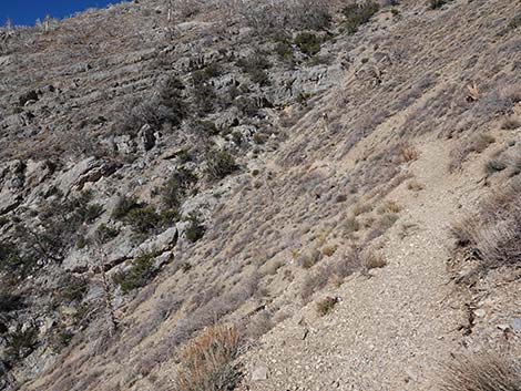 Harris Saddle Trail