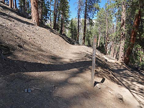 Cathedral Rock Trail