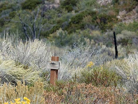 Schaefer Spring Trail