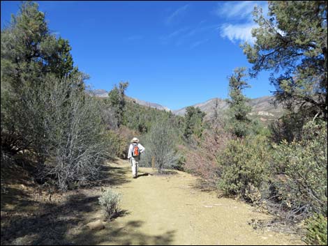 Lovell Canyon Trail