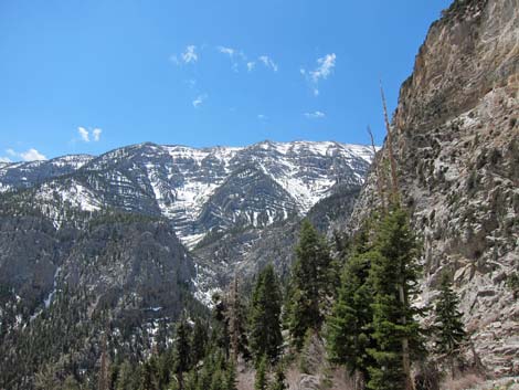 Mt. Charleston Wilderness Area