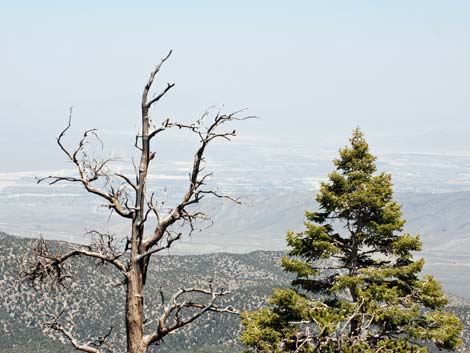 North Loop Viewpoint