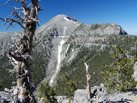 Mt. Charleston Wilderness Area