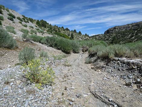 Escarpment Trail