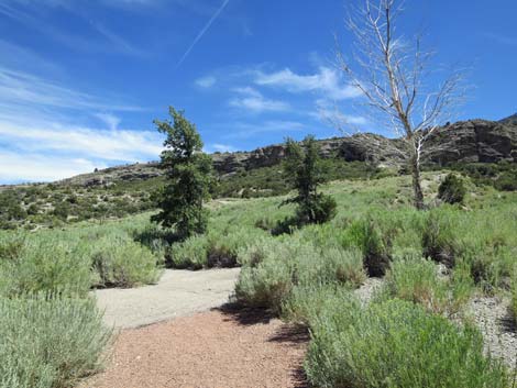 Escarpment Trail