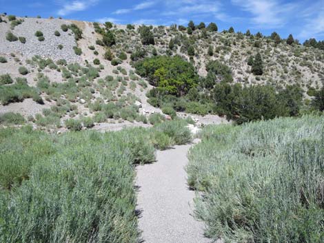 Escarpment Trail