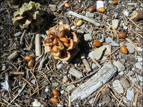 Big Sawmill Loop Trail