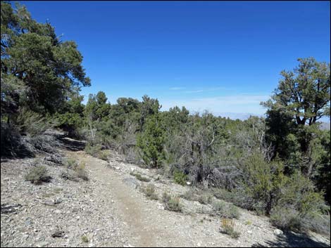 Big Sawmill Loop Trail