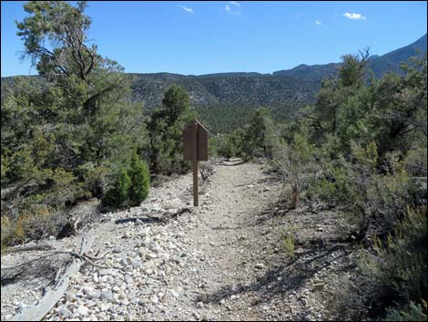 Big Sawmill Loop Trail