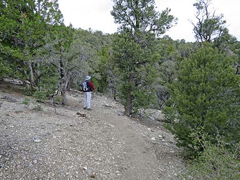 Blue Tree Loop Trail