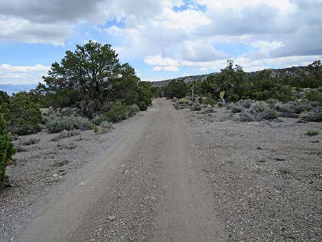 Blue Tree Loop Trail