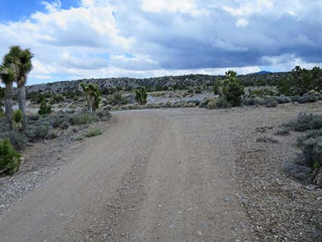 Blue Tree Loop Trail