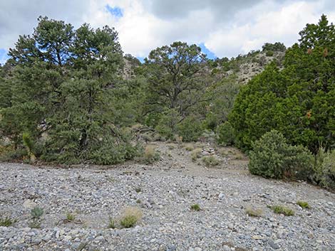 Blue Tree Loop Trail