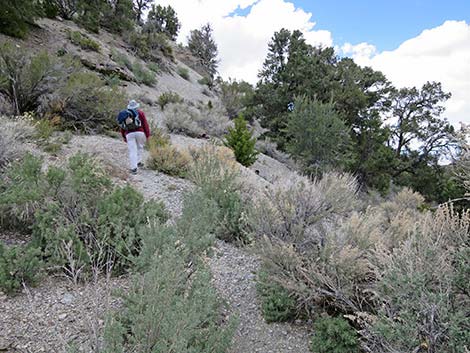 Blue Tree Loop Trail