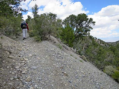 Blue Tree Loop Trail