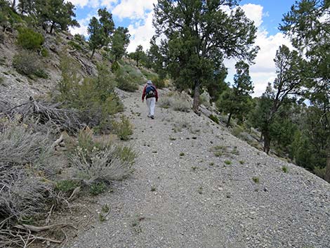 Blue Tree Loop Trail