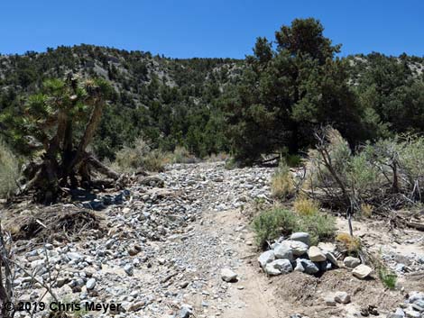 Blue Tree Loop Trail