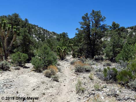 Blue Tree Loop Trail