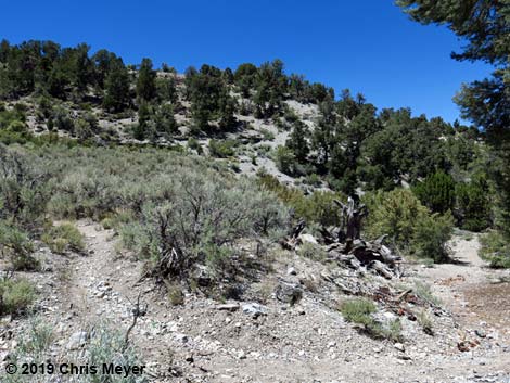 Blue Tree Loop Trail