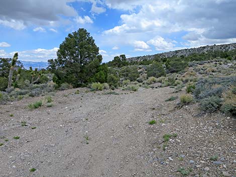 Rocky Gorge Loop Trail