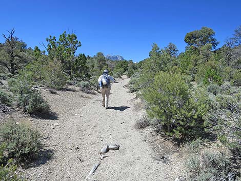 Rocky Gorge Loop Trail