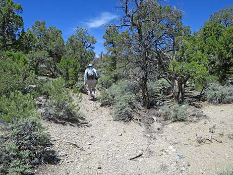 Rocky Gorge Loop Trail