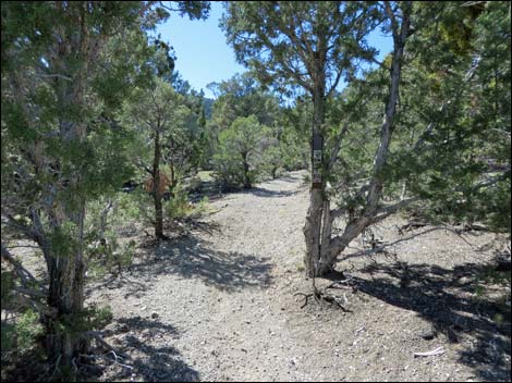 Sawmill Loop Trail