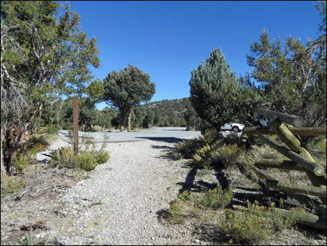 Sawmill Loop Trail