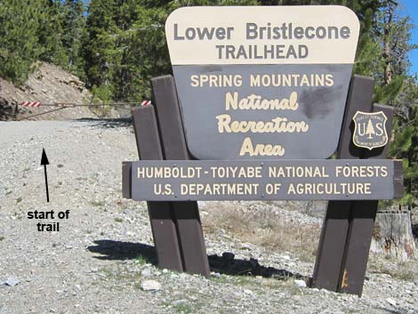 Lower Bristlecone Trailhead