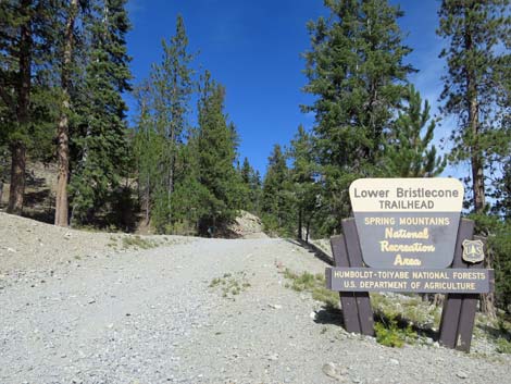 Lower Bristlecone Trailhead