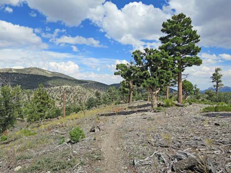 Juniper Trailhead