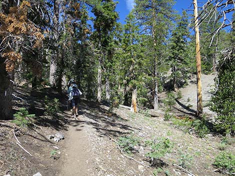 Wildhorse Loop Trail