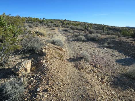 Cat-N-Hat Trail