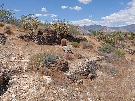 Fossil Canyon